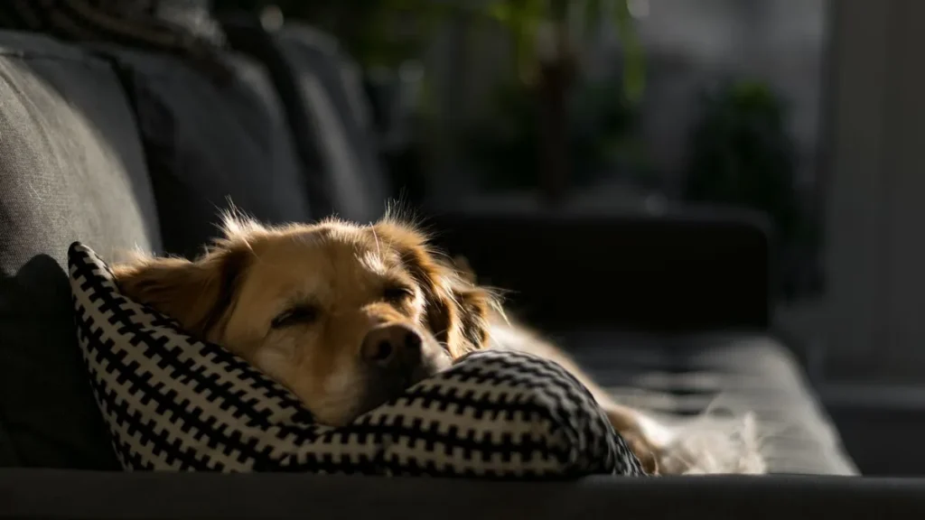 A dog asleep on a patterned cushion on a sofa in the sunlight, at home in pet-friendly accommodation in Gloucester